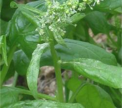 Spinach leaves